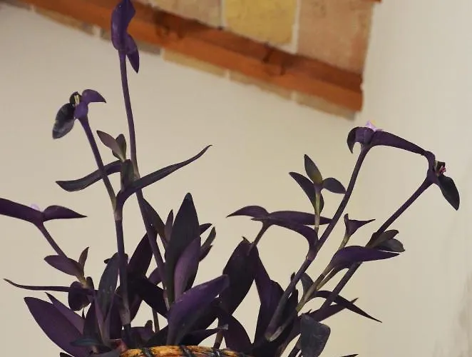 Le Col-vert 3* Lido di Dante