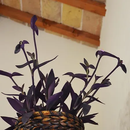 Le Col-vert 3* Lido di Dante